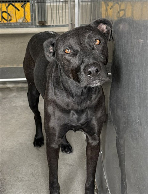 Dina, Labrador Retriever / Mixed (medium coat)