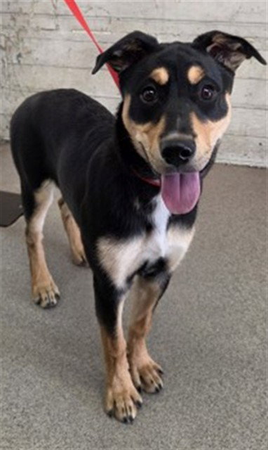 VALENTINA, a dog for adoption from San Bernardino City Animal Control
