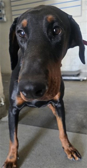 REMY, a dog for adoption from San Bernardino City Animal Control
