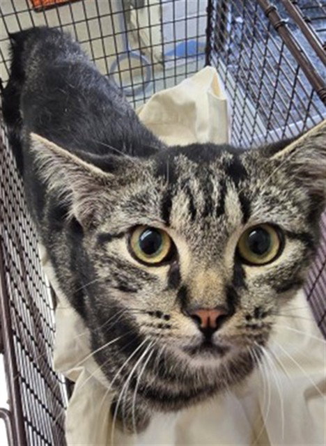 Teddy, Domestic Short Hair