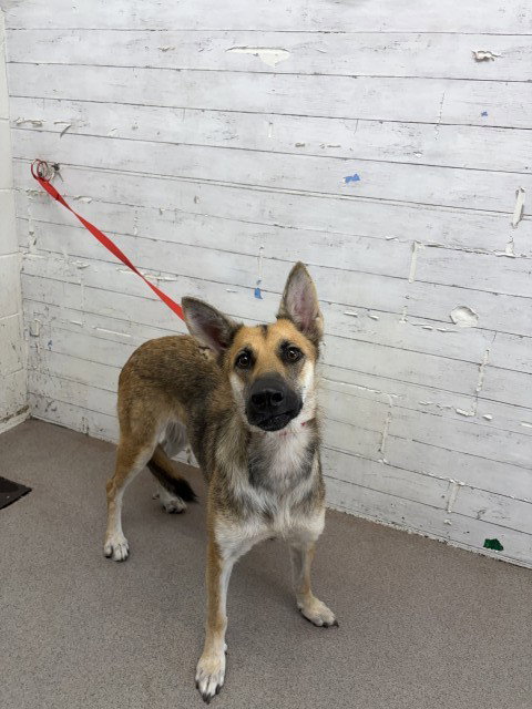 LOUISE, a dog for adoption from San Bernardino City Animal Control
