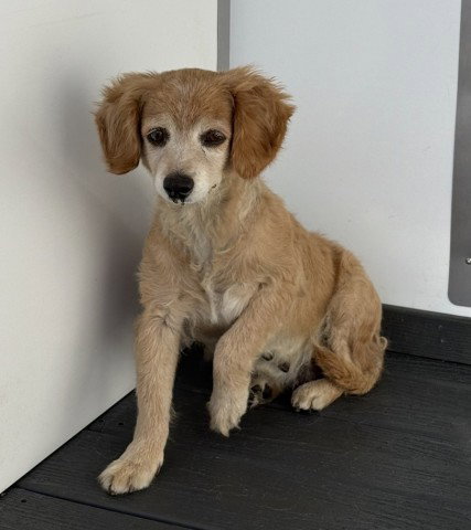 Nina, Chihuahua