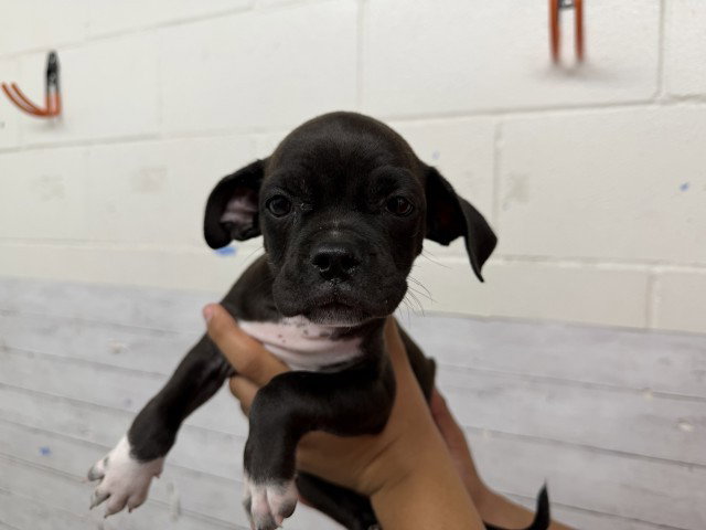 Rory, Boxer