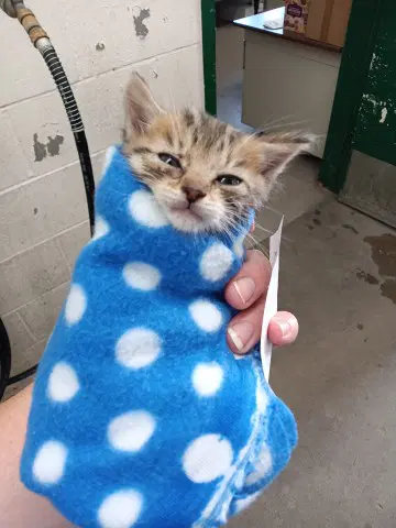 Kittarina - Domestic Medium Hair