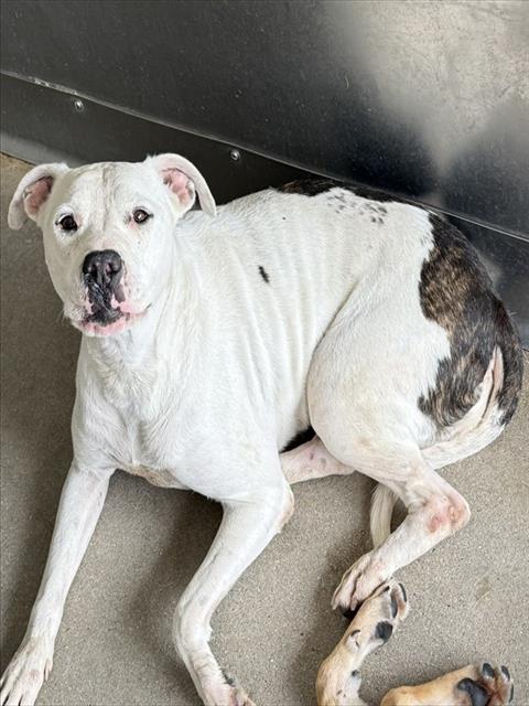 Aurora, Pit Bull Terrier (medium coat)