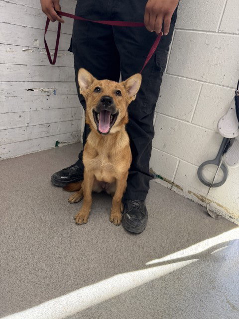 FREDA, a dog for adoption from San Bernardino City Animal Control