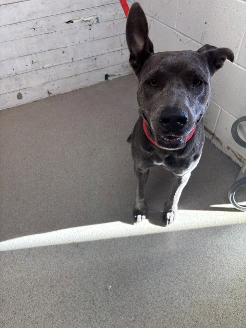 CIRCE, a dog for adoption from San Bernardino City Animal Control