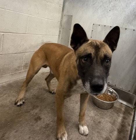 HERCULES, a dog for adoption from San Bernardino City Animal Control