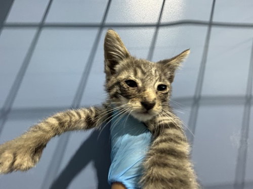 INNIE, a cat for adoption from San Bernardino City Animal Control