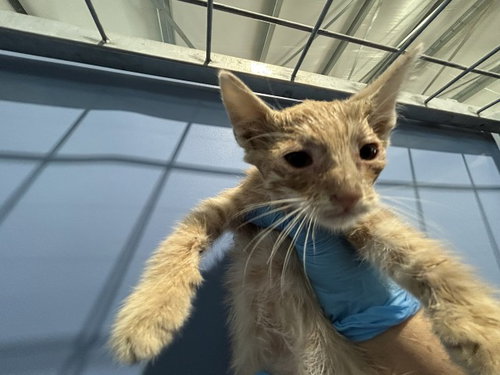 MINNIE, a cat for adoption from San Bernardino City Animal Control