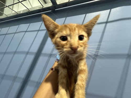 MINEY, a cat for adoption from San Bernardino City Animal Control