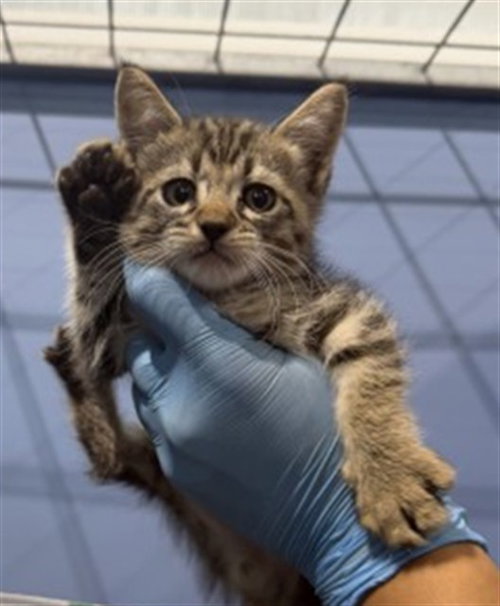 LARY, a cat for adoption from San Bernardino City Animal Control