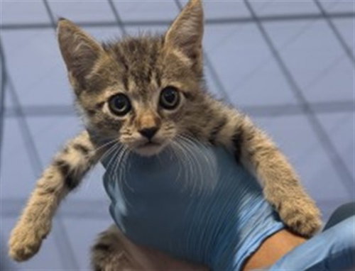 CURLY, a cat for adoption from San Bernardino City Animal Control