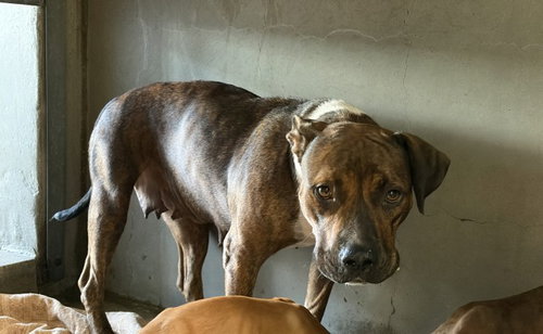 MAMA BEAR, a dog for adoption from San Bernardino City Animal Control
