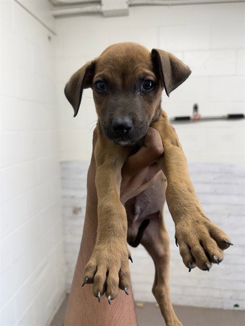 MOWGLI, a dog for adoption from San Bernardino City Animal Control
