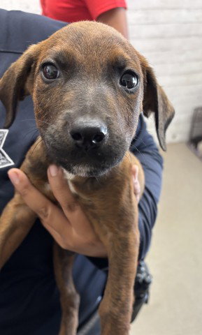 BALOO, a dog for adoption from San Bernardino City Animal Control