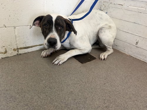 TWO-TONE, a dog for adoption from San Bernardino City Animal Control