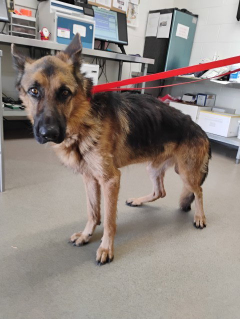 BEN, a dog for adoption from San Bernardino City Animal Control