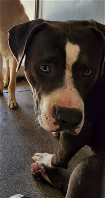 MAXIMUS, a dog for adoption from San Bernardino City Animal Control