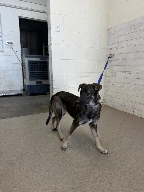 Tango - Belgian Shepherd Malinois