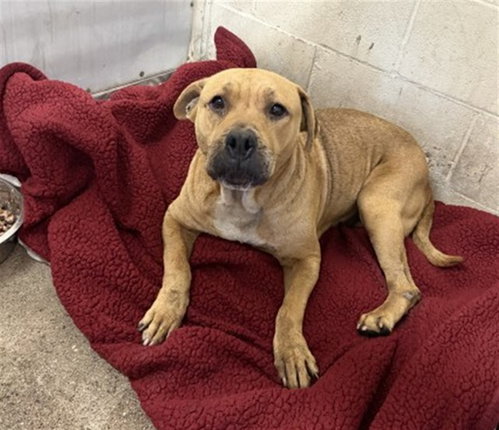 PETUNIA, a dog for adoption from San Bernardino City Animal Control
