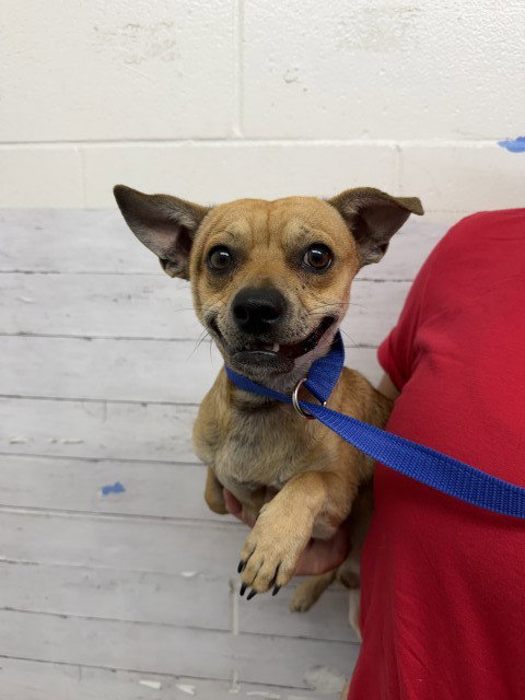 LUIS, a dog for adoption from San Bernardino City Animal Control