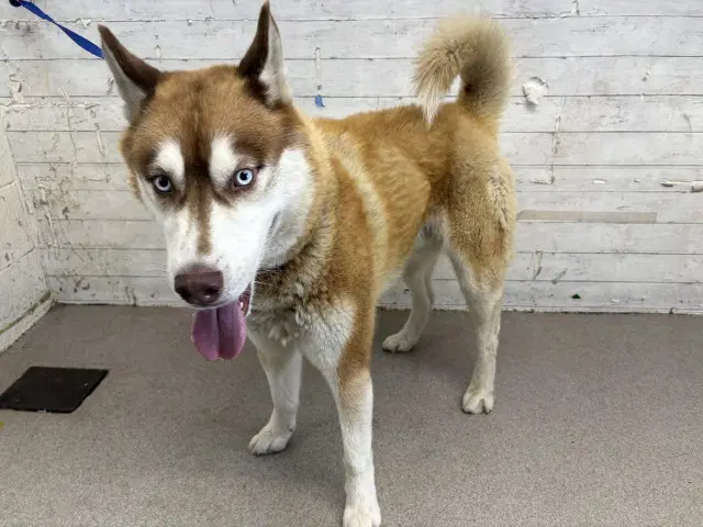 Ceres - Siberian Husky