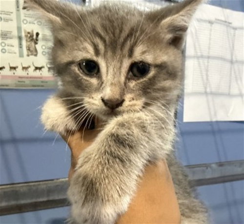 BOO, a cat for adoption from San Bernardino City Animal Control