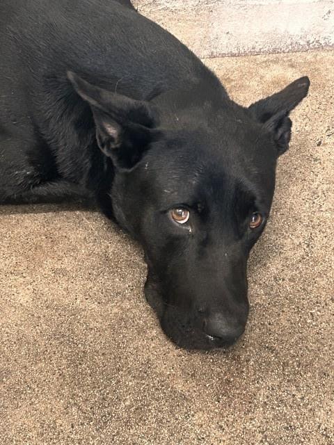 CARDAMOM, a dog for adoption from San Bernardino City Animal Control