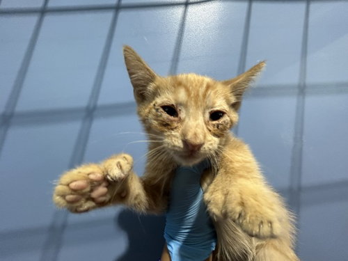 MOE, a cat for adoption from San Bernardino City Animal Control