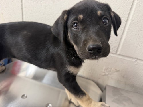CORIANDER, a dog for adoption from San Bernardino City Animal Control