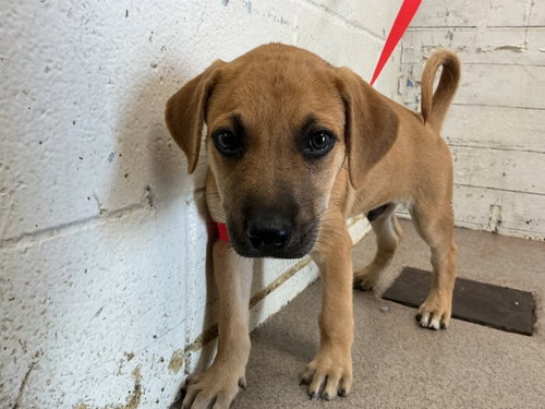 PAPRIKA, a dog for adoption from San Bernardino City Animal Control