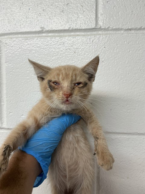 CANDY CORN, a cat for adoption from San Bernardino City Animal Control