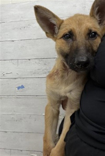 ROVER, a dog for adoption from San Bernardino City Animal Control