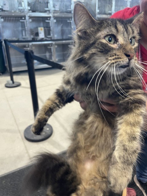 CINNAMON, a cat for adoption from San Bernardino City Animal Control