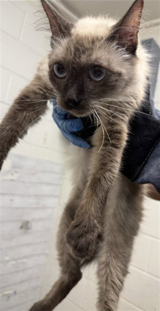 BASIL, a cat for adoption from San Bernardino City Animal Control