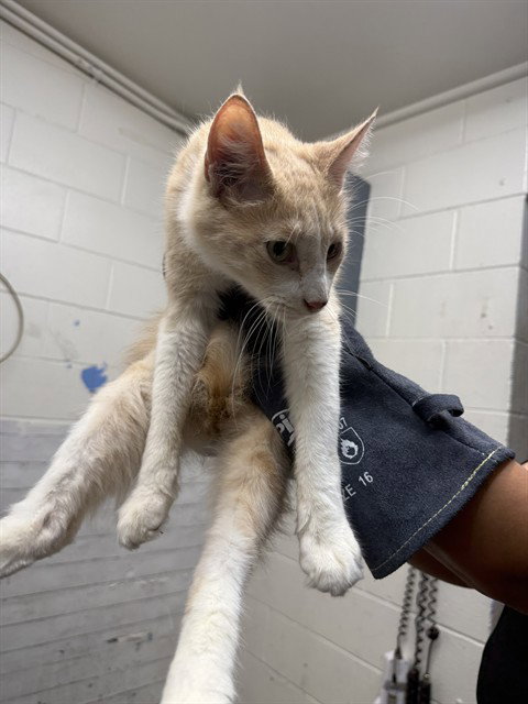 NUTMEG, a cat for adoption from San Bernardino City Animal Control