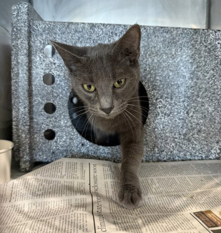 CHARCOAL, a cat for adoption from San Bernardino City Animal Control