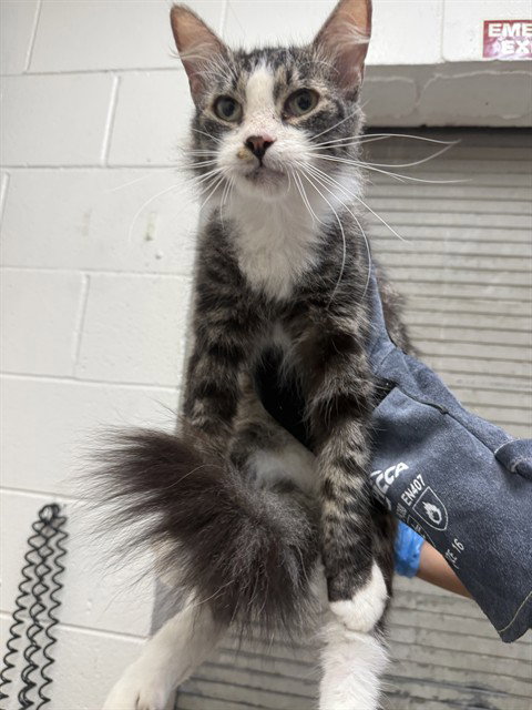 SUGAR, a cat for adoption from San Bernardino City Animal Control