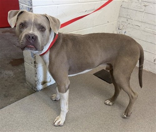 TOMMY BOY, a dog for adoption from San Bernardino City Animal Control