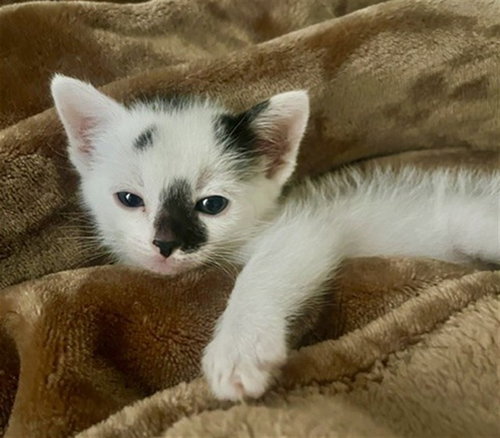 TIM, a cat for adoption from San Bernardino City Animal Control