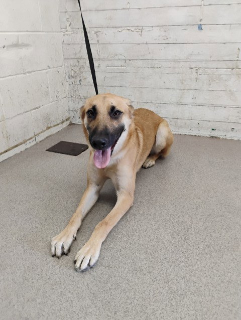 HAZELEE, a dog for adoption from San Bernardino City Animal Control