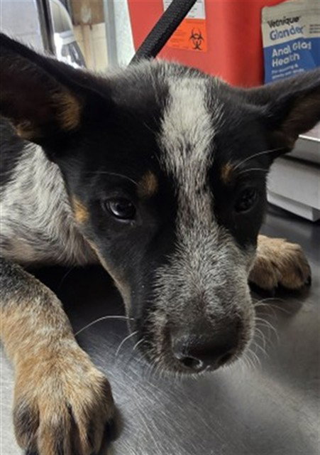 DEX, a dog for adoption from San Bernardino City Animal Control