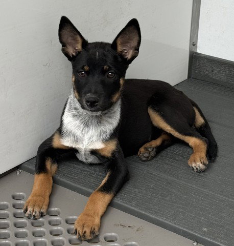 Danni Boy, Queensland Heeler / Mixed (medium coat)