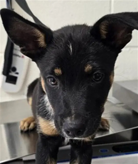 Bennie - Queensland Heeler