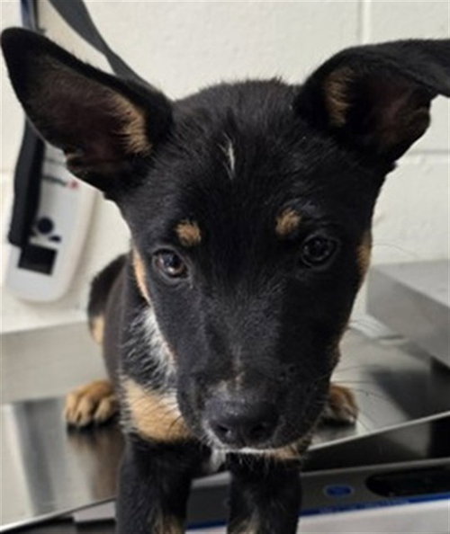 BENNIE, a dog for adoption from San Bernardino City Animal Control