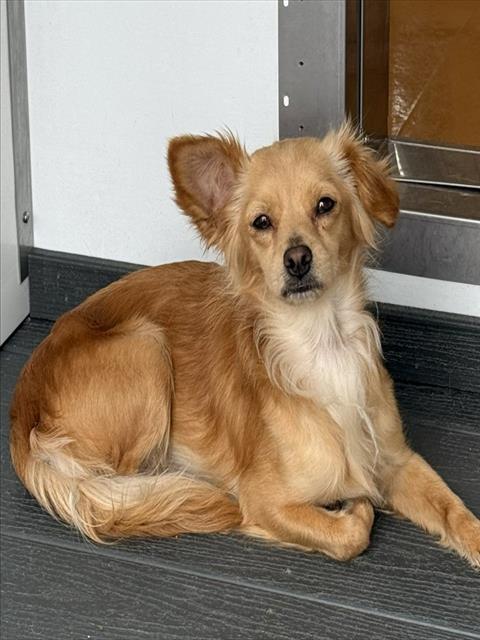 Taz, Papillon / Mixed (medium coat)