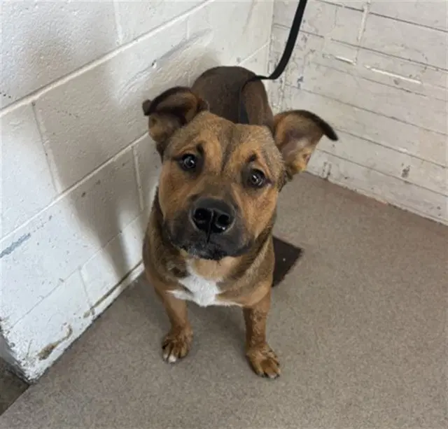 Kobe - Pit Bull Terrier