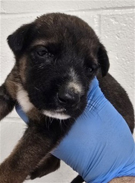 HOPE, a dog for adoption from San Bernardino City Animal Control