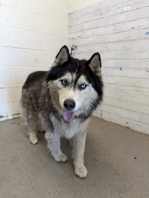 Flash - Siberian Husky